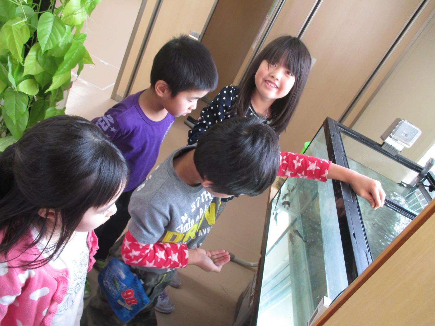 美深小チョウザメ飼育