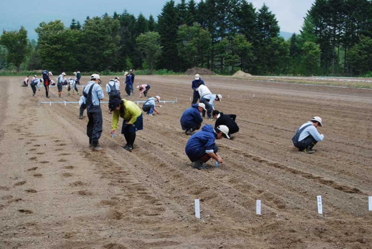 真狩高大豆プロジェクト