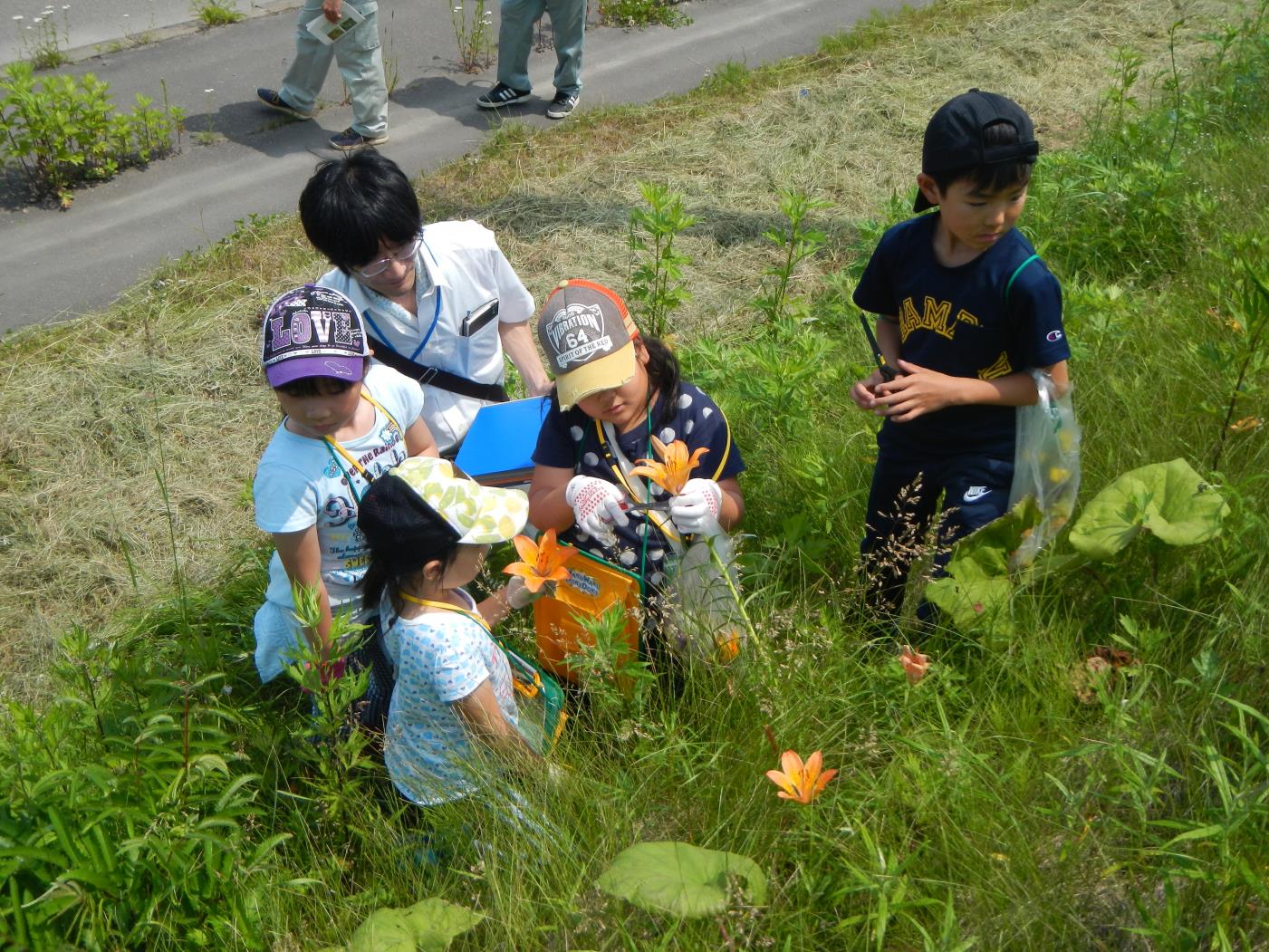 白鳥台小学校自生植物観察会