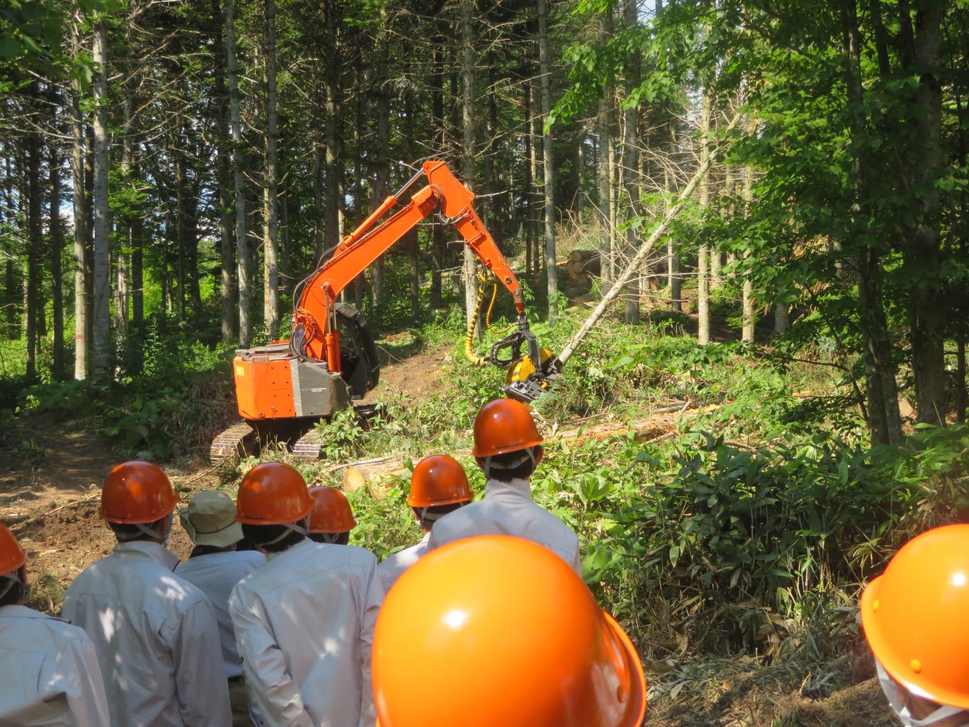 壮瞥高校林業体験