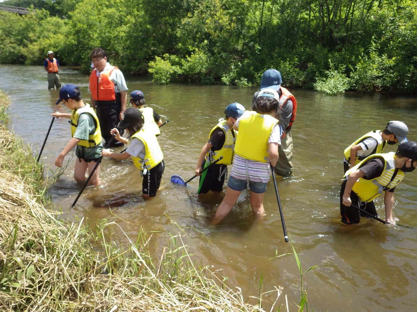 緑丘小５年度川の自然観察会